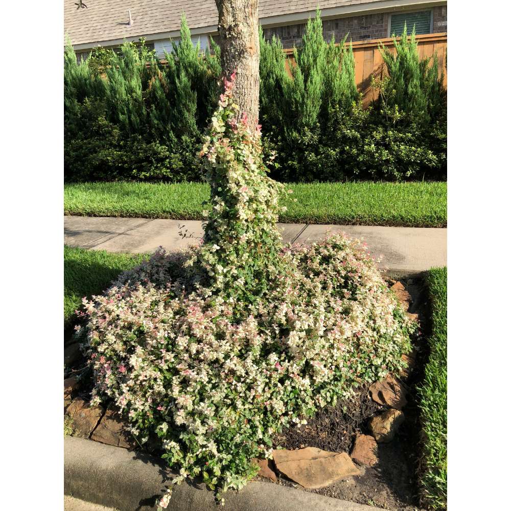 Iasomie Cataratoare Tricolor, cu frunze in 3 culori si flori albe parfumate, vesnic verde, crestere rapida