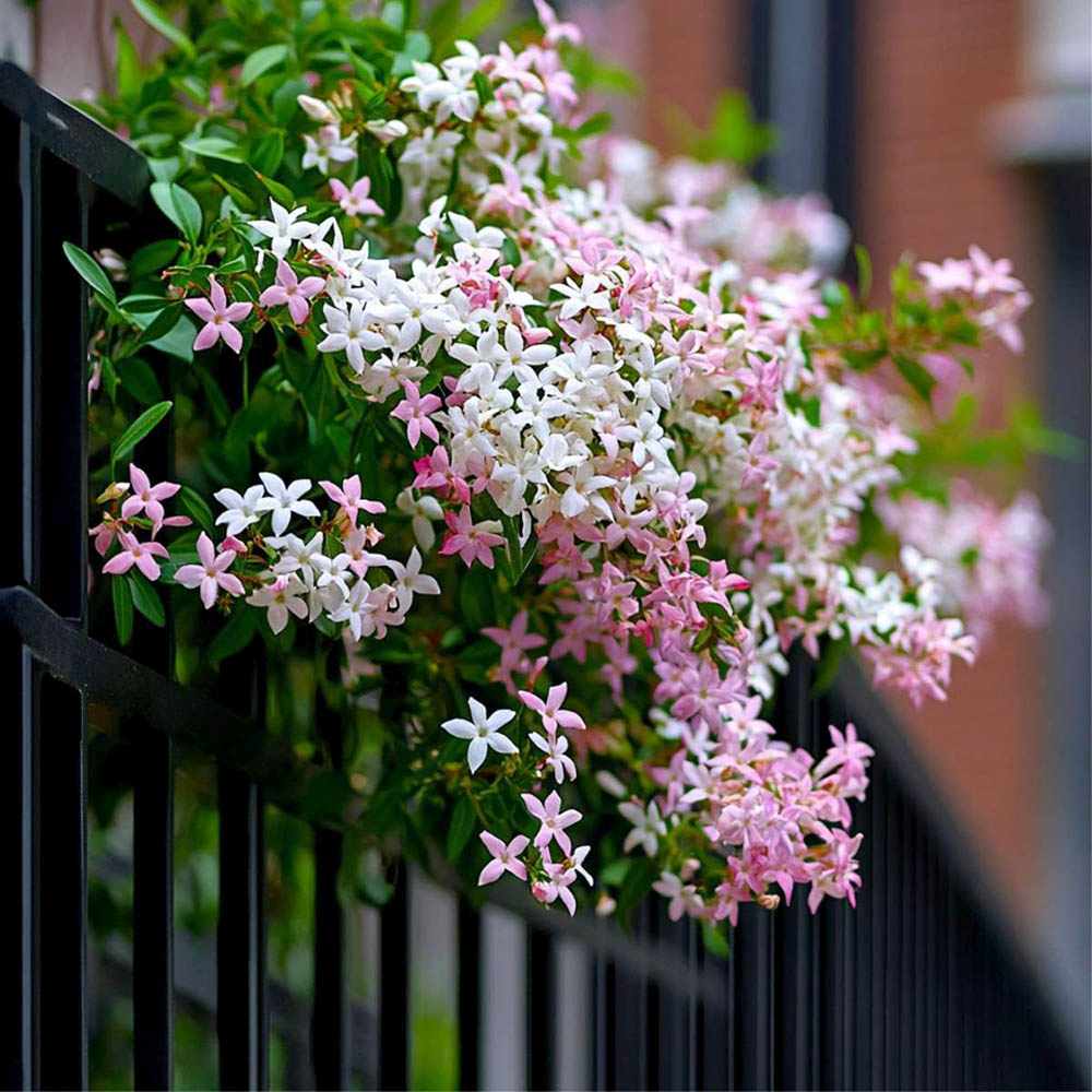 Iasomie Stelata Pink Air, planta cataratoare parfumata cu flori roz, vesnic verde, crestere rapida, rezistenta la frig