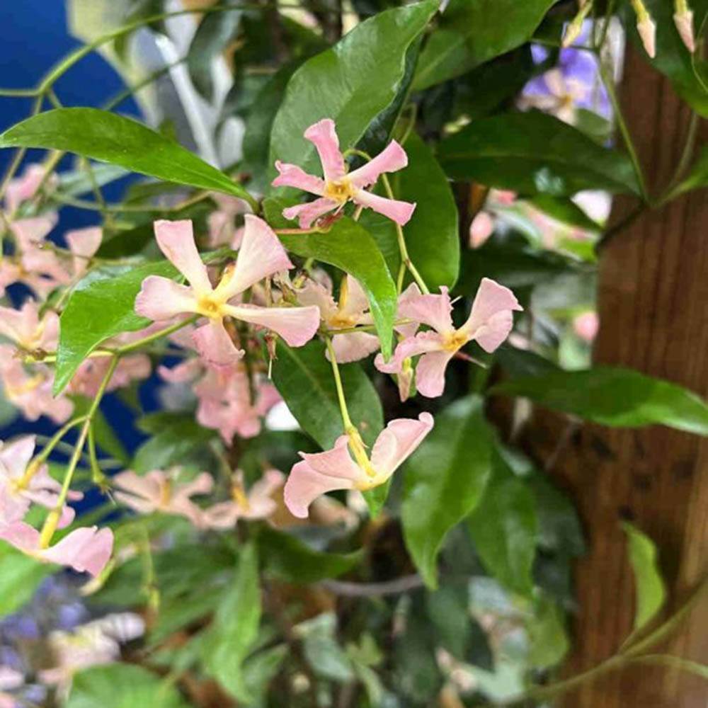 Iasomie Stelata Pink Air, planta cataratoare parfumata cu flori roz, vesnic verde, crestere rapida, rezistenta la frig