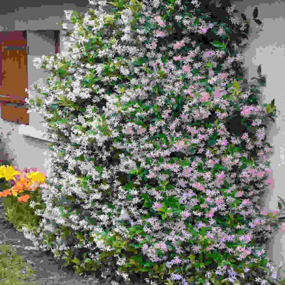 Iasomie Stelata Pink Air, planta cataratoare parfumata cu flori roz, vesnic verde, crestere rapida, rezistenta la frig