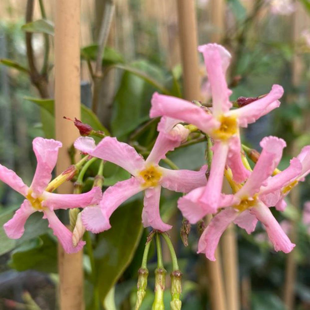 Iasomie Stelata Pink Air, planta cataratoare parfumata cu flori roz, vesnic verde, crestere rapida, rezistenta la frig