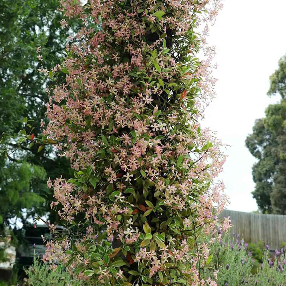 Iasomie Stelata Pink Air, planta cataratoare parfumata cu flori roz, vesnic verde, crestere rapida, rezistenta la frig