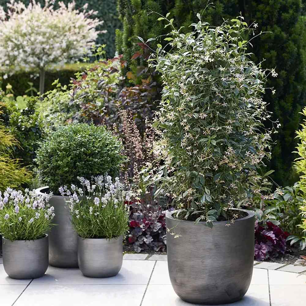 Iasomie Stelata Pink Air, planta cataratoare parfumata cu flori roz, vesnic verde, crestere rapida, rezistenta la frig