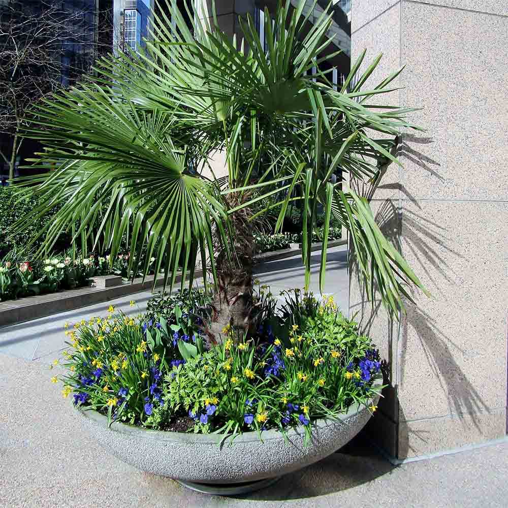 Palmier Morisca Trachycarpus Fortunei, rezistent la ger, frunzis exotic, crestere moderata, tulpina 90 cm, 180-200 cm