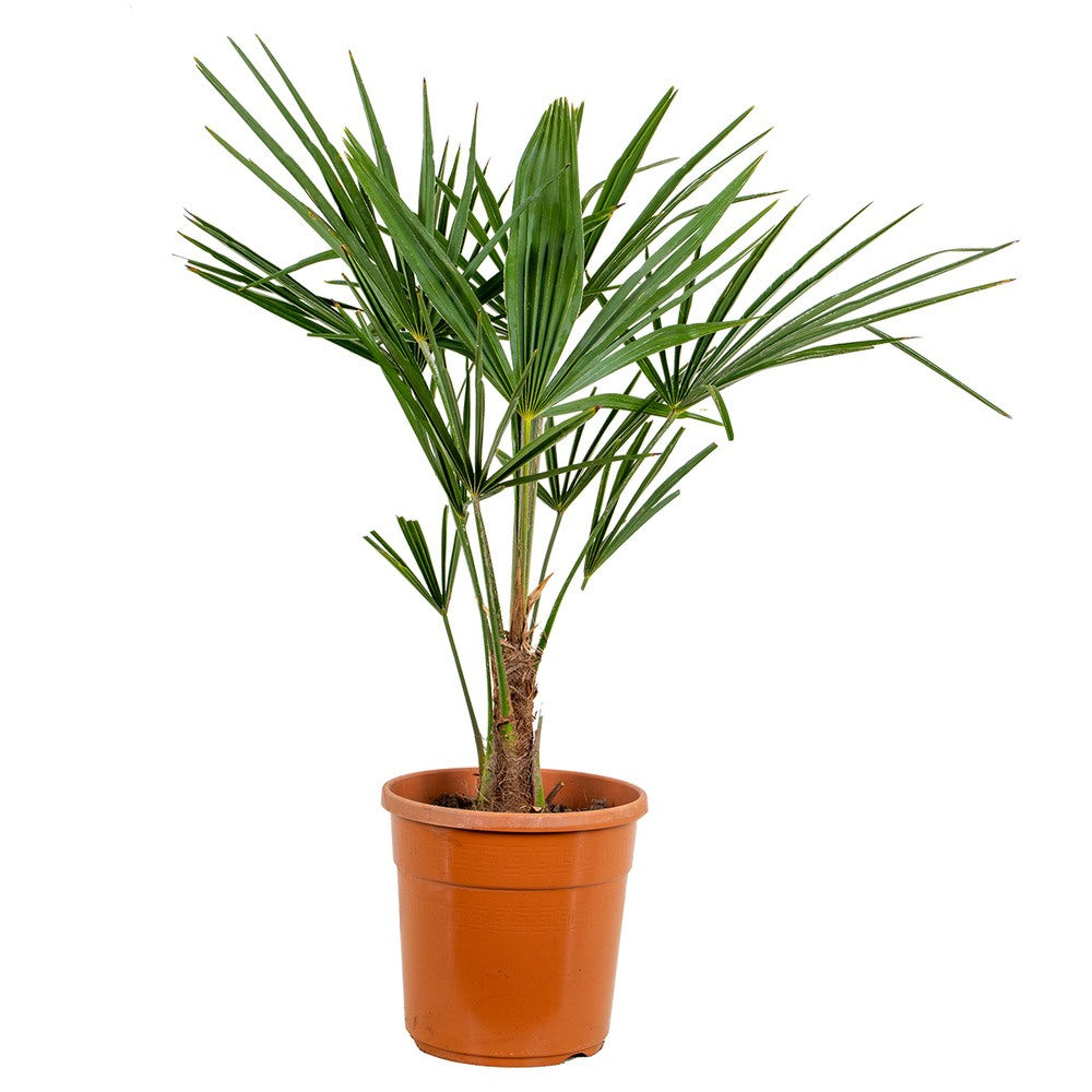 Palmier Morisca Trachycarpus Fortunei, 80 cm, rezistent la ger, frunzis exotic, crestere moderata