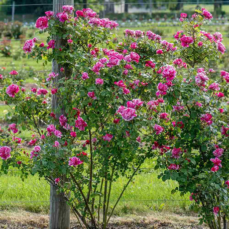 Trandafir Bicolor roz aprins-alb Catarator Twist, inflorire repetata si parfum placut - VERDENA-50-70 cm inaltime, livrat in ghiveci de 3 l