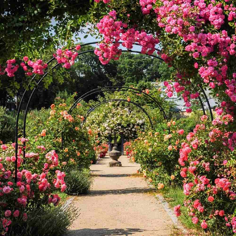 Trandafir Bicolor roz aprins-alb Catarator Twist, inflorire repetata si parfum placut