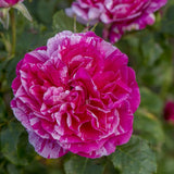 Trandafir Bicolor roz aprins-alb Catarator Twist, inflorire repetata si parfum placut - VERDENA-50-70 cm inaltime, livrat in ghiveci de 3 l
