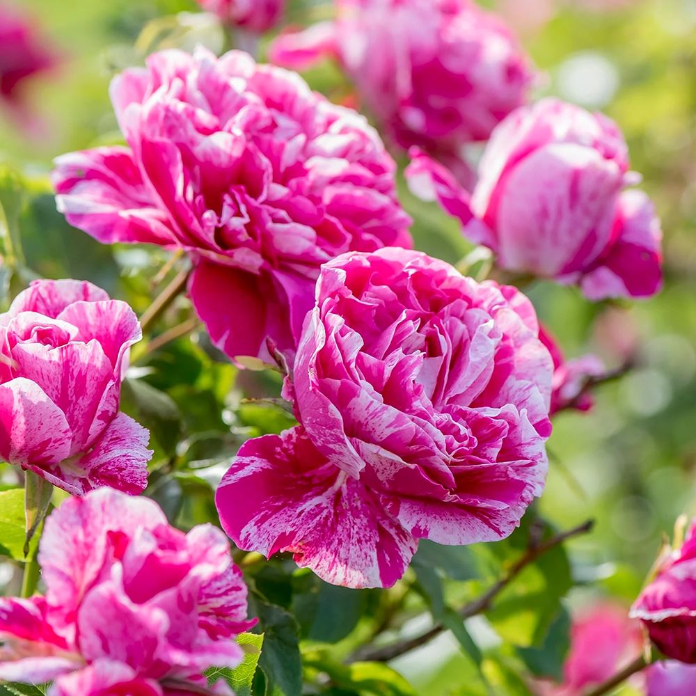 Trandafir Bicolor roz aprins-alb Catarator Twist, inflorire repetata si parfum placut