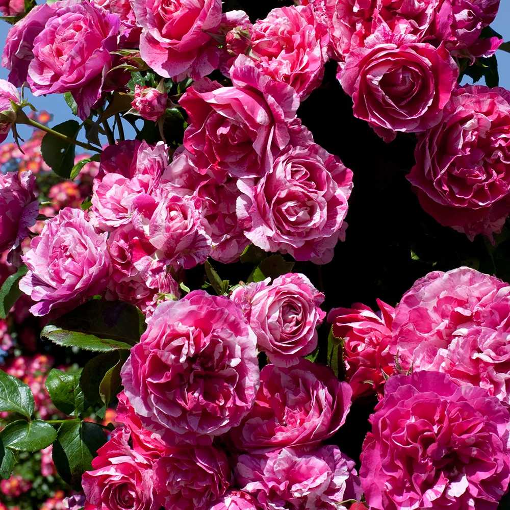 Trandafir Bicolor roz aprins-alb Catarator Twist, inflorire repetata si parfum placut