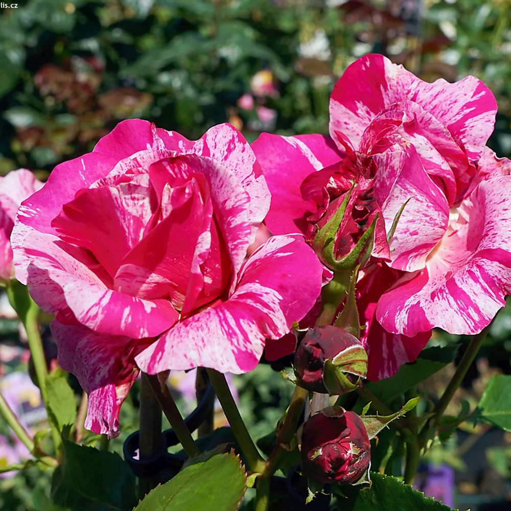 Trandafir Bicolor roz aprins-alb Catarator Twist, inflorire repetata si parfum placut