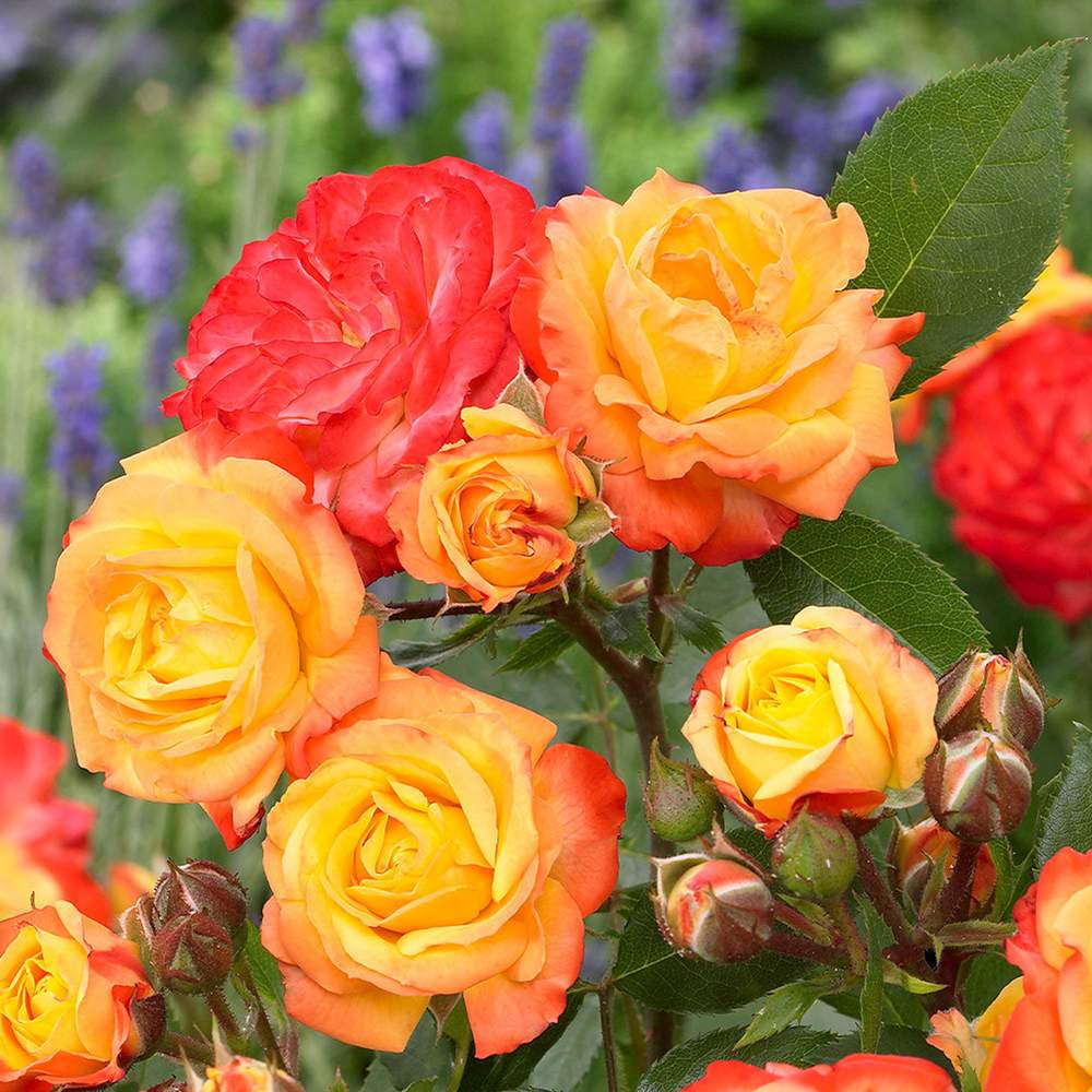 Trandafir Catarator galben-portocaliu-rosu Climbing Rumba, inflorire repetata