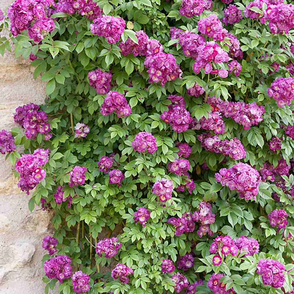 Trandafir Catarator liliachiu-violet Perennial Blue, inflorire repetata