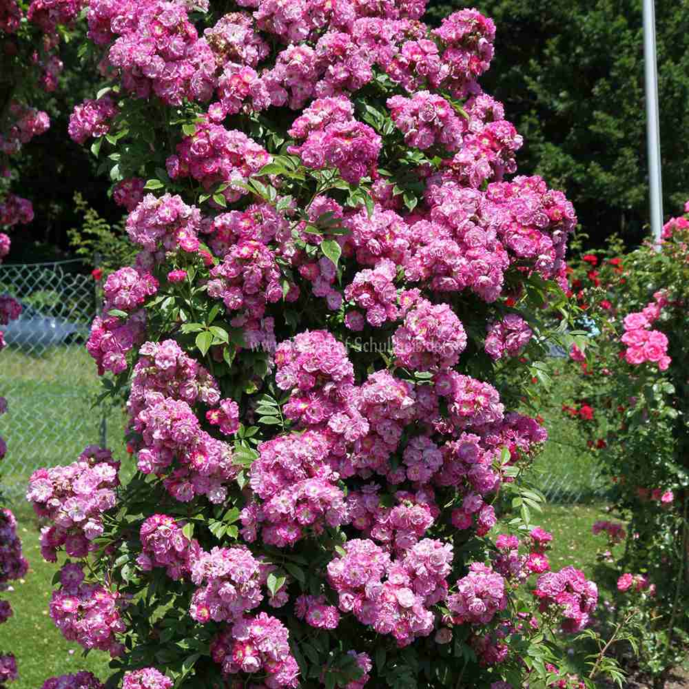 Trandafir Catarator liliachiu-violet Perennial Blue, inflorire repetata