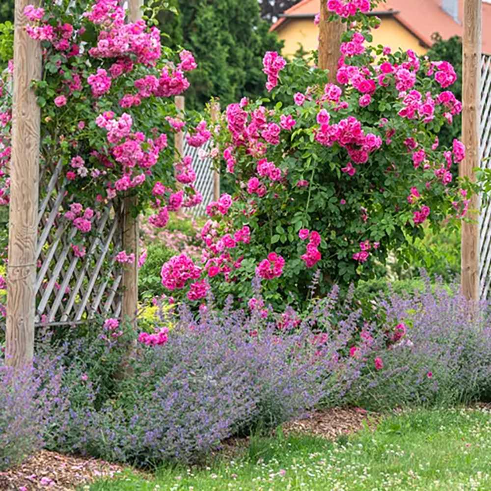 Trandafir Catarator liliachiu-violet Perennial Blue, inflorire repetata