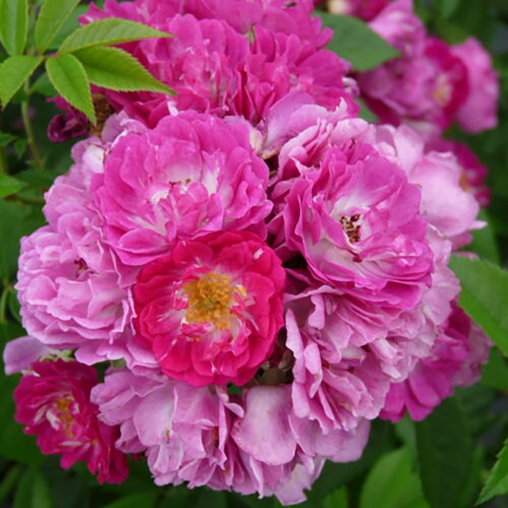 Trandafir Catarator liliachiu-violet Perennial Blue, inflorire repetata