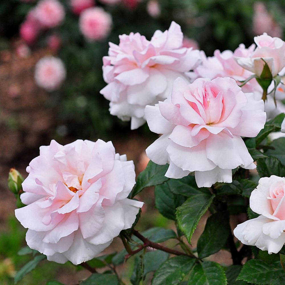 Trandafir Catarator roz-alb A Whiter Shade of Pale, parfum puternic