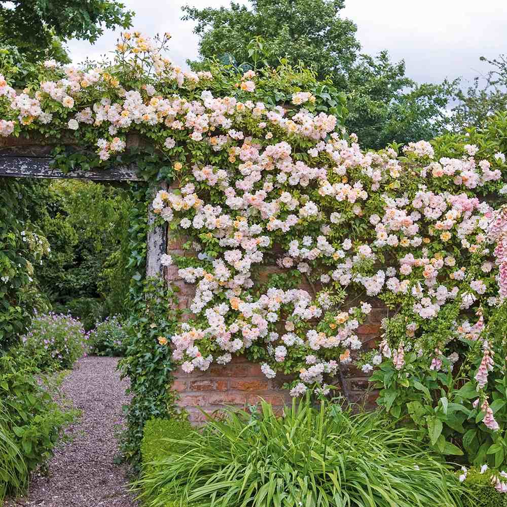 Trandafir Catarator roz-alb A Whiter Shade of Pale, parfum puternic