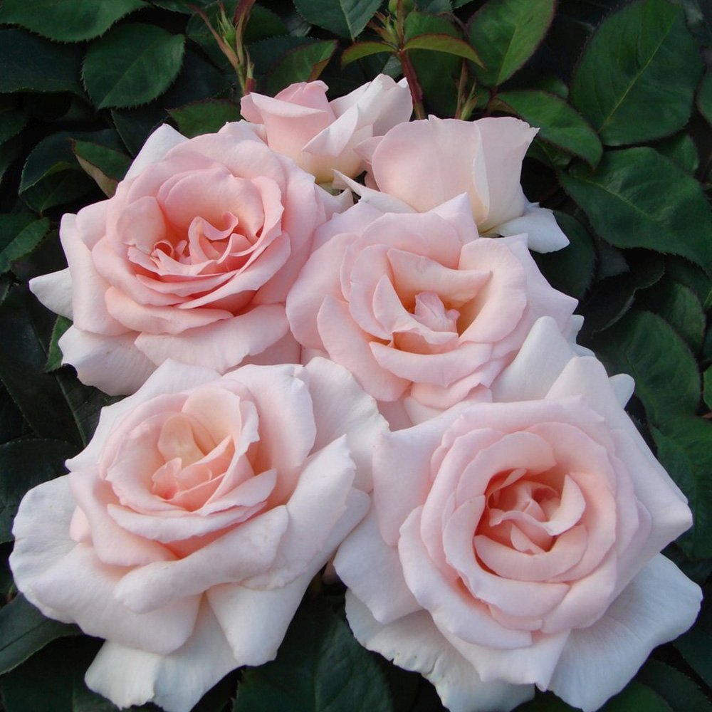 Trandafir Catarator roz-alb A Whiter Shade of Pale, parfum puternic