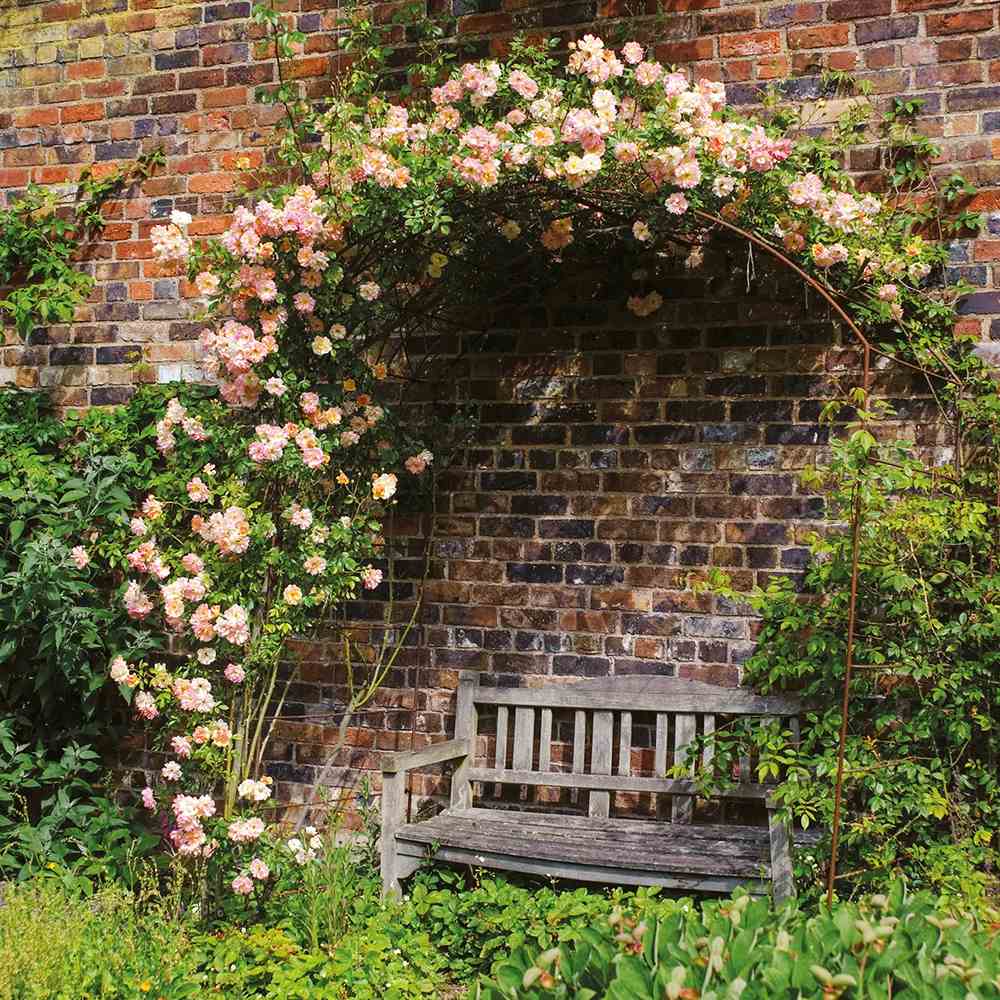 Trandafir Catarator roz-alb A Whiter Shade of Pale, parfum puternic