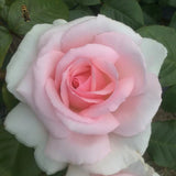 Trandafir Catarator roz-alb A Whiter Shade of Pale, parfum puternic - VERDENA-Tulpina de 60-90 cm inaltime, livrat in ghiveci de 5 l