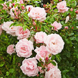 Trandafir Catarator roz-alb A Whiter Shade of Pale, parfum puternic - VERDENA-Tulpina de 60-90 cm inaltime, livrat in ghiveci de 5 l