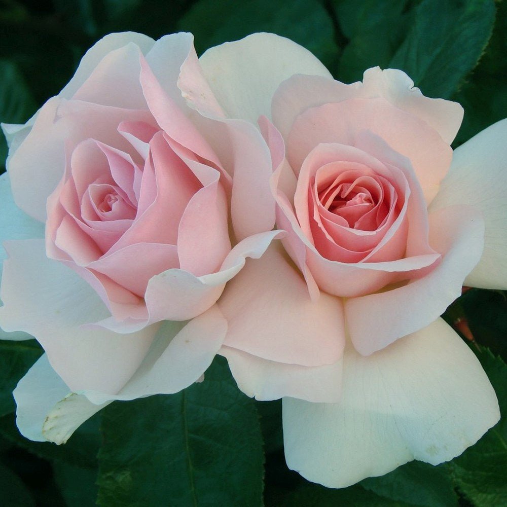 Trandafir Catarator roz-alb A Whiter Shade of Pale, parfum puternic