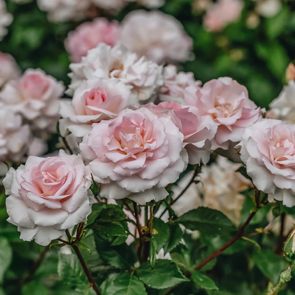 Trandafir Catarator roz-alb A Whiter Shade of Pale, parfum puternic