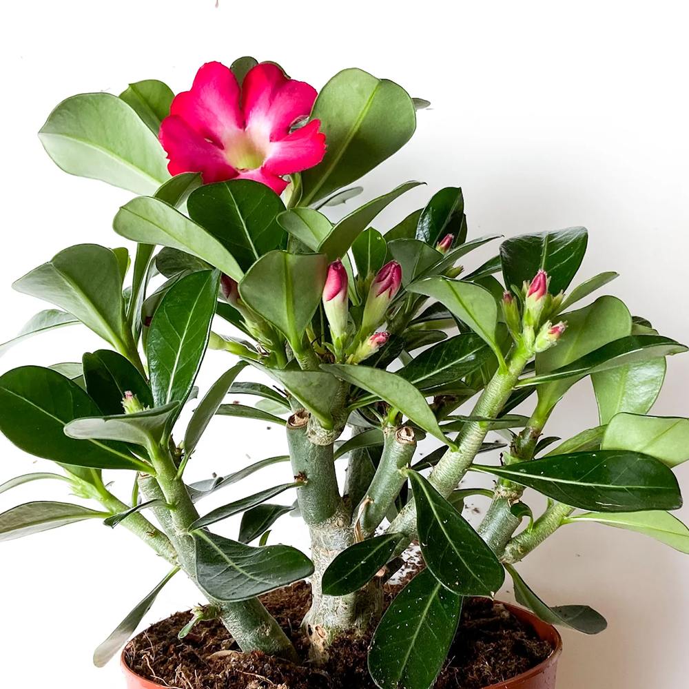 Trandafirul Desertului (Adenium obesum) Anouk