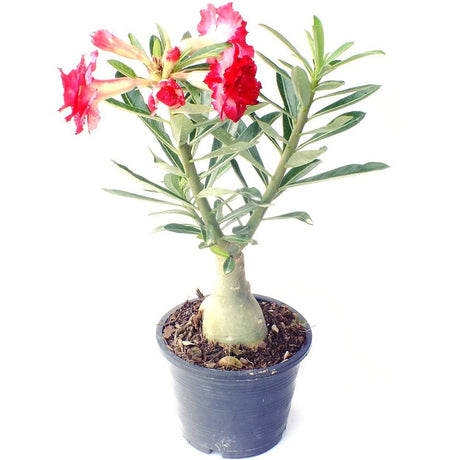 Trandafirul Desertului (Adenium obesum) Anouk - VERDENA-30 cm inaltime, livrat in ghiveci de 1.5 l