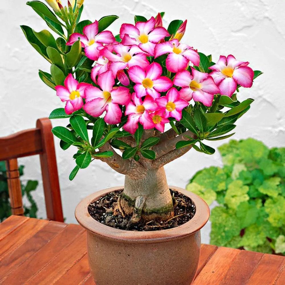 Trandafirul Desertului (Adenium obesum) Anouk