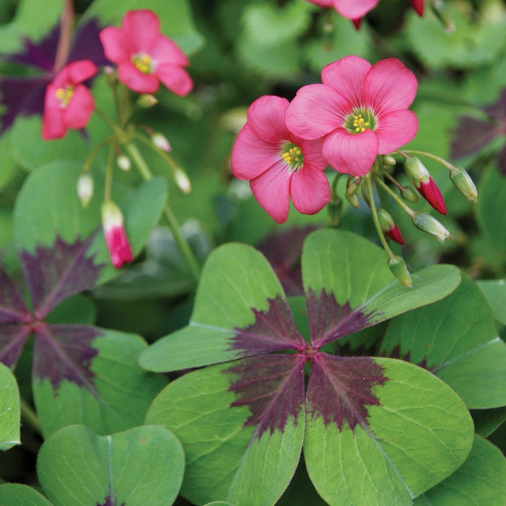 Trifoi Nobil Iron Cross (Oxalis triangularis)