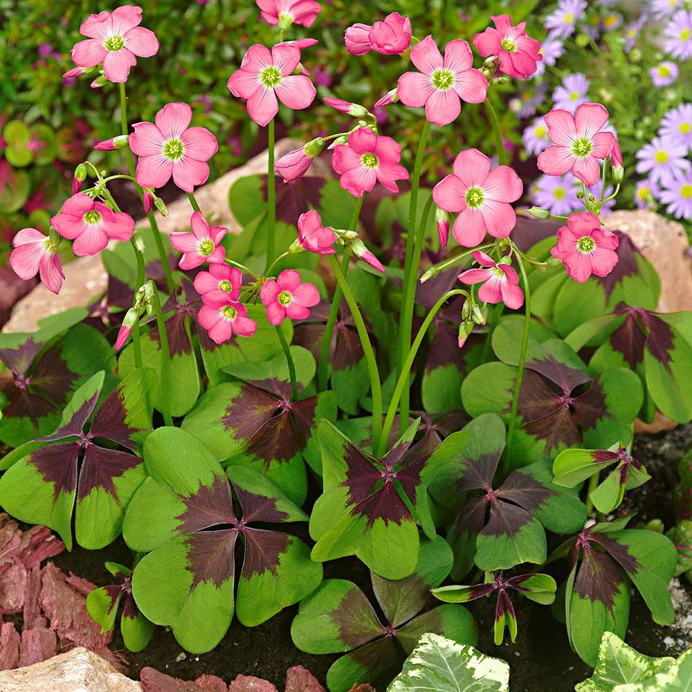 Trifoi Nobil Iron Cross (Oxalis triangularis)