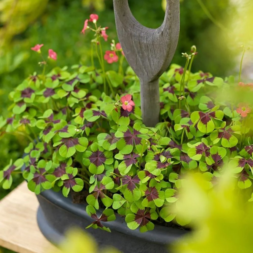 Trifoi Nobil Iron Cross (Oxalis triangularis)