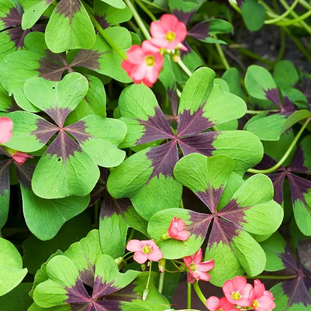 Trifoi Nobil Iron Cross (Oxalis triangularis)