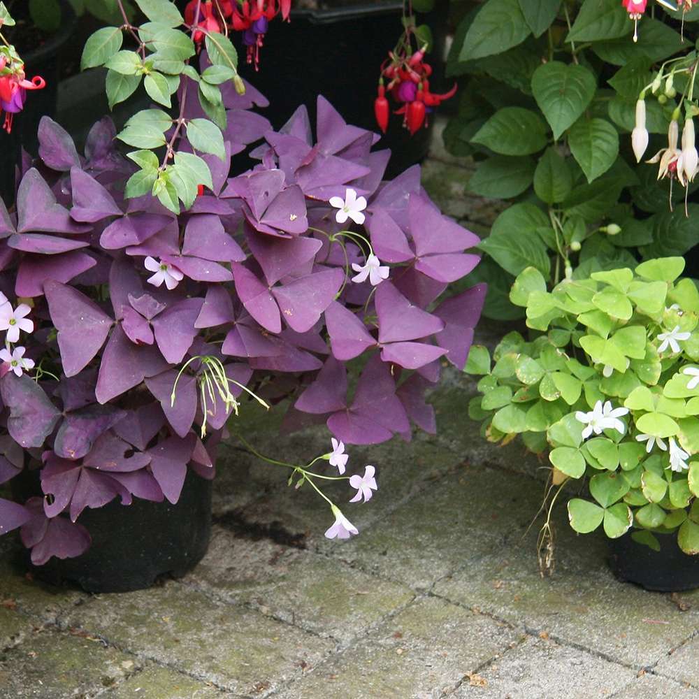 Trifoi Nobil Purpuriu (Oxalis triangularis)