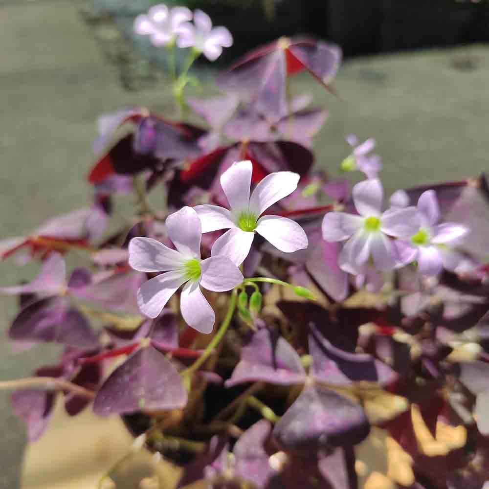 Trifoi Nobil Purpuriu (Oxalis triangularis)