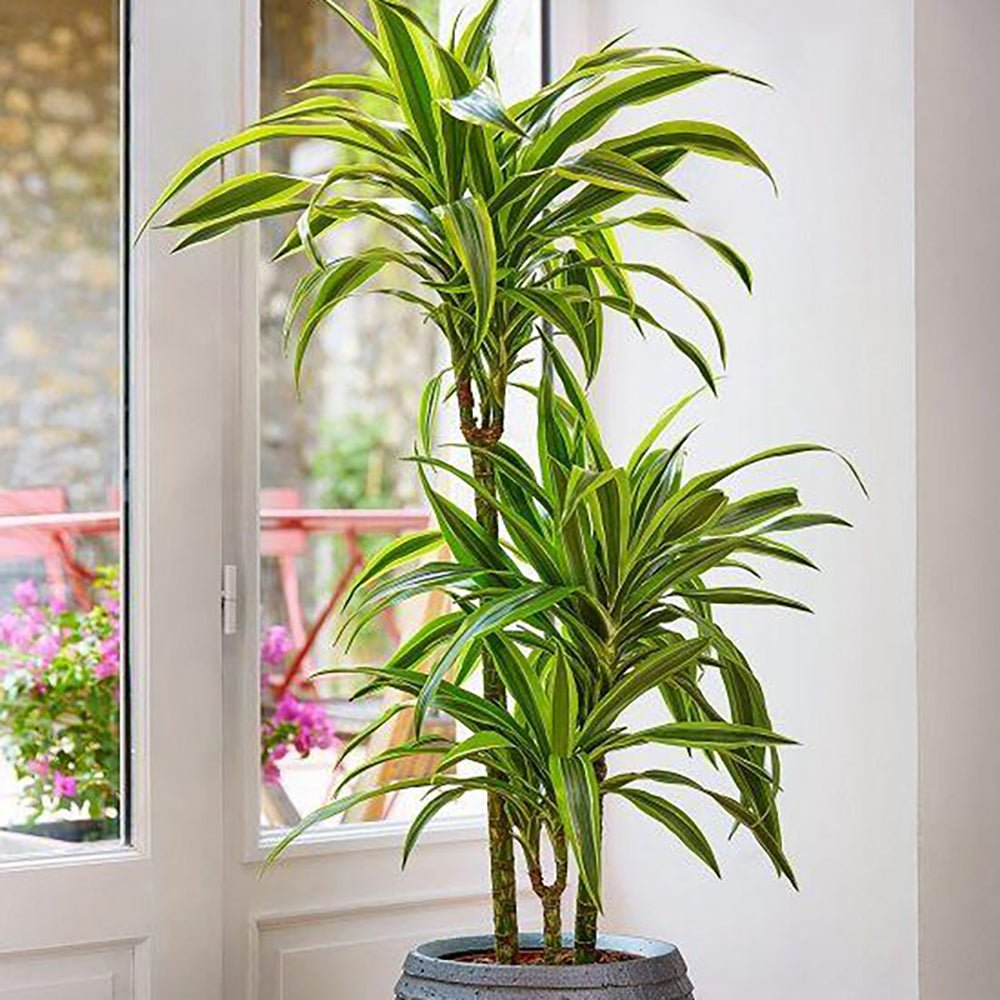 Trunchiul Fericirii (Dracena) Lemon Lime, 85 cm, planta de apartament decorativa cu frunze verzi galbene, 2 Tulpini
