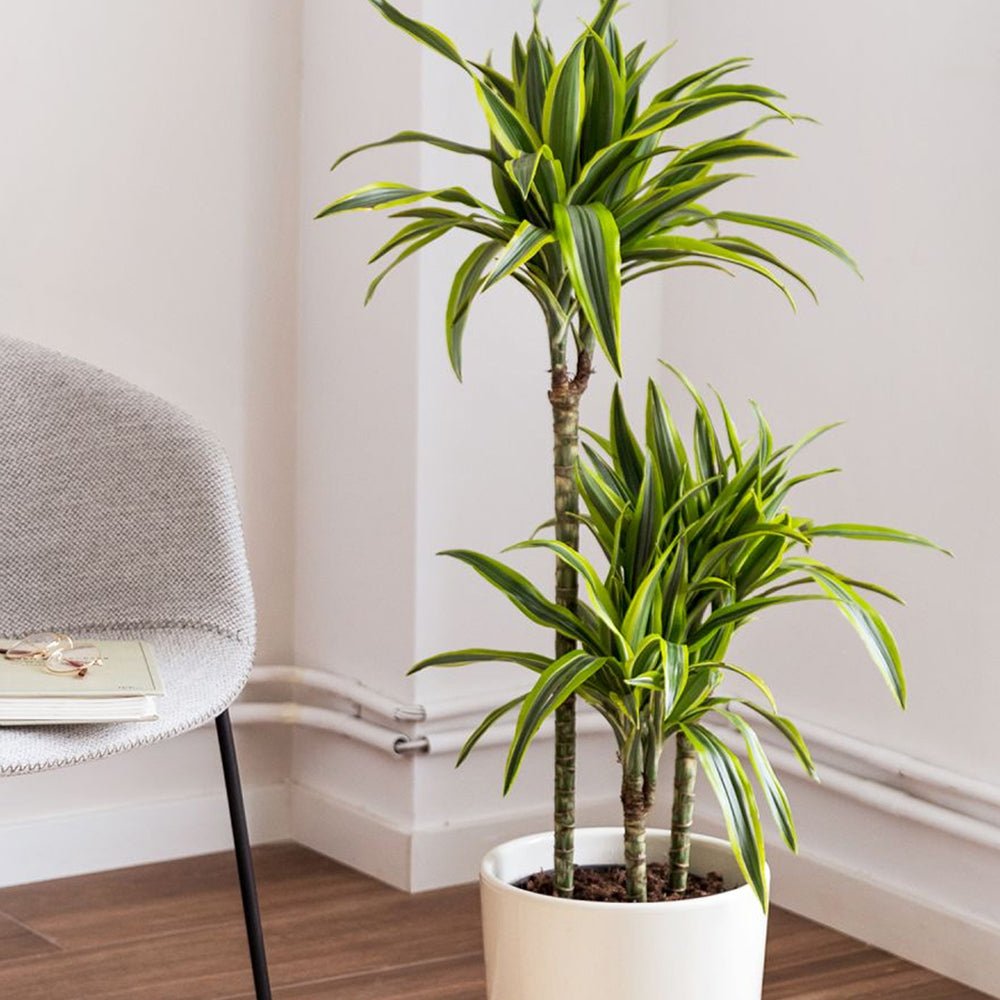 Trunchiul Fericirii (Dracena) Lemon Lime, 85 cm, planta de apartament decorativa cu frunze verzi galbene, 2 Tulpini