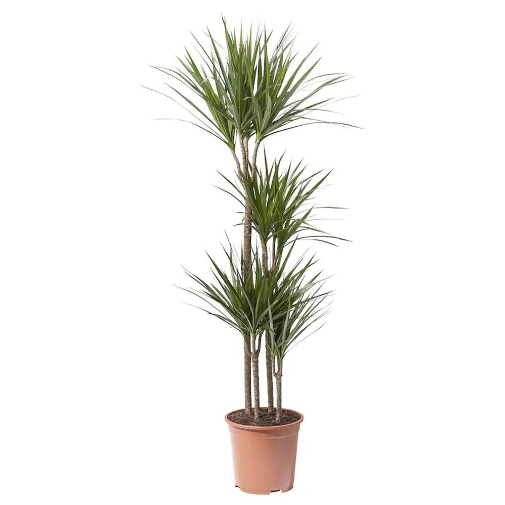 Trunchiul Fericirii (Dracena) Marginata - 160 cm