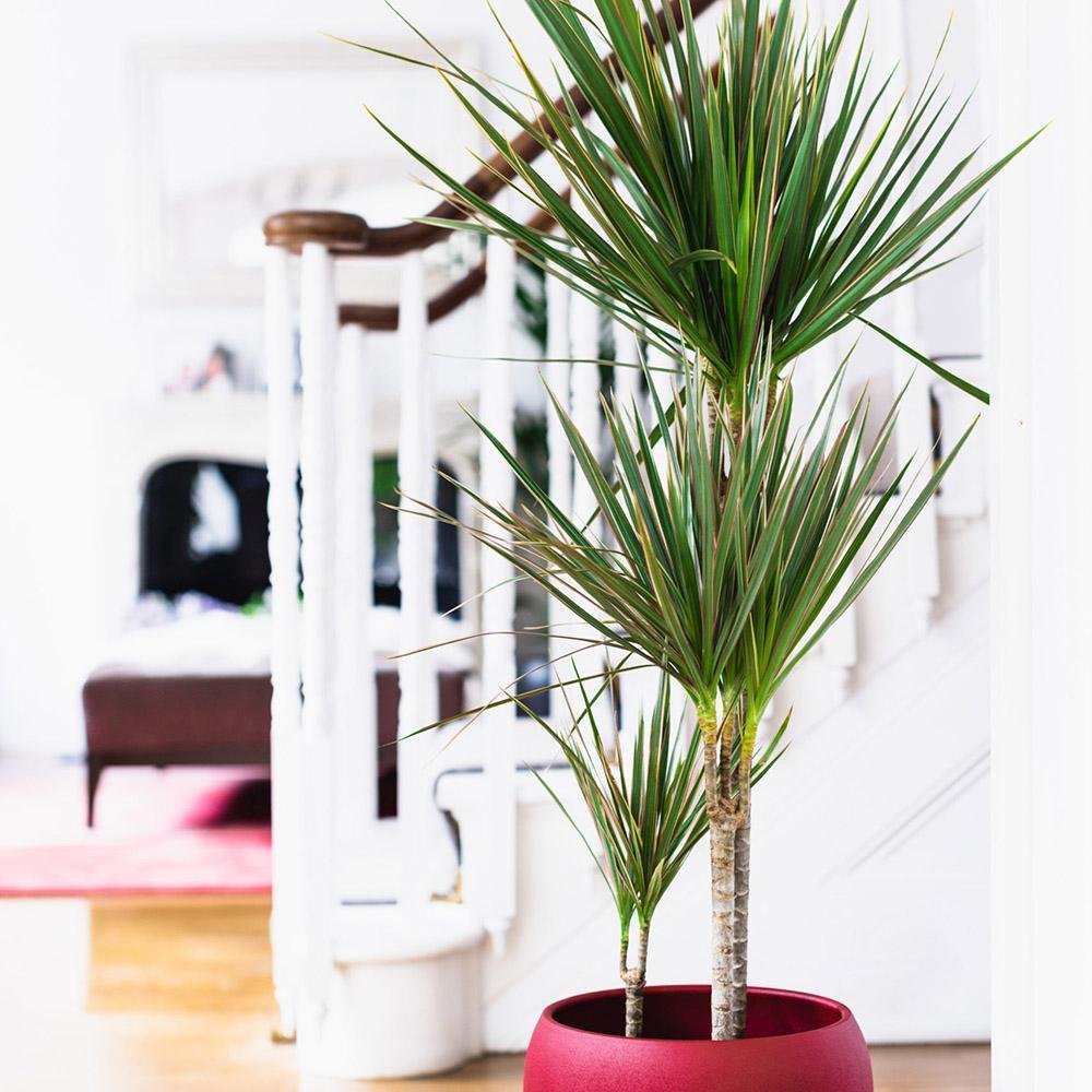 Trunchiul Fericirii (Dracena) Marginata, 4 Tulpini - 150 cm