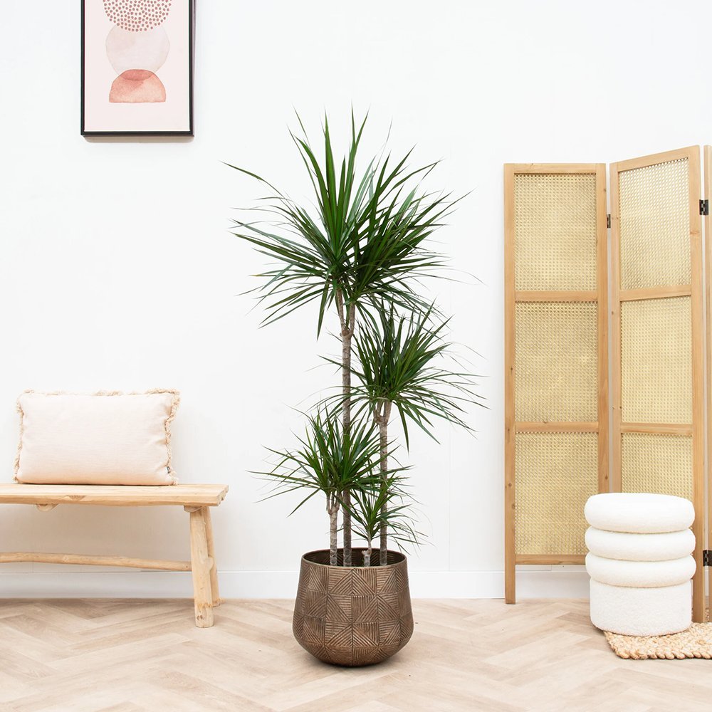 Trunchiul Fericirii (Dracena) Marginata, 3 Tulpini - 130 cm