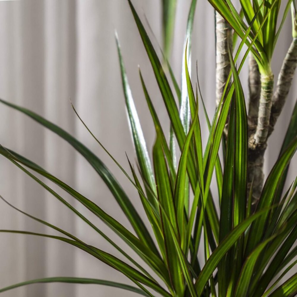 Trunchiul Fericirii (Dracena) Marginata, 3 Tulpini - 130 cm