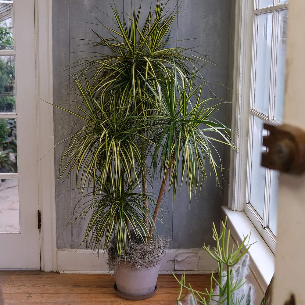 Trunchiul Fericirii (Dracena) Marginata, 3 Tulpini - 130 cm