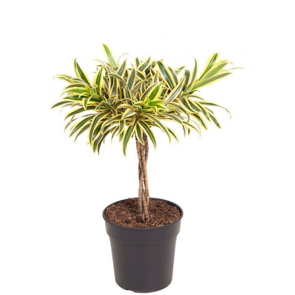 Trunchiul Fericirii (Dracena) Song Of India - 80 cm