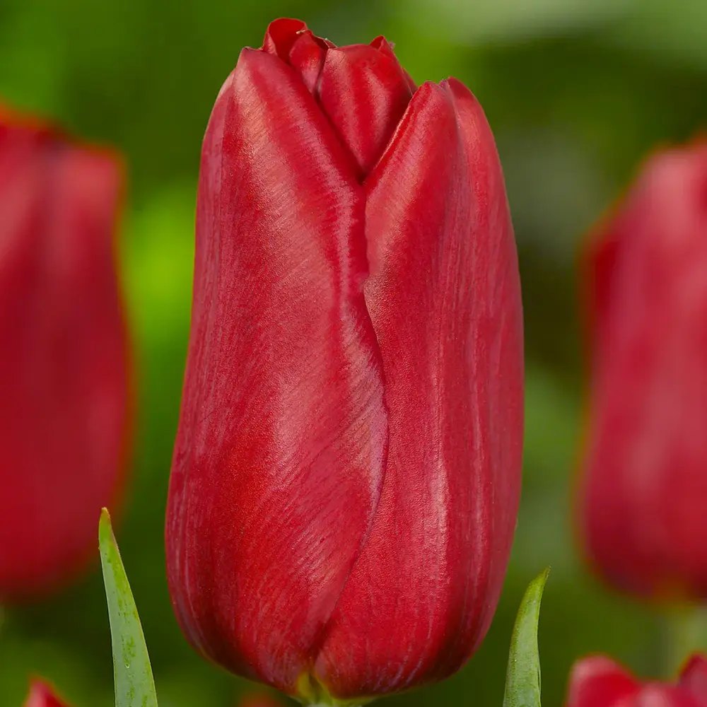 Bulbi Lalele Strong Love, set de 7 buc cu flori rosu intens, inflorire aprilie, crestere rapida