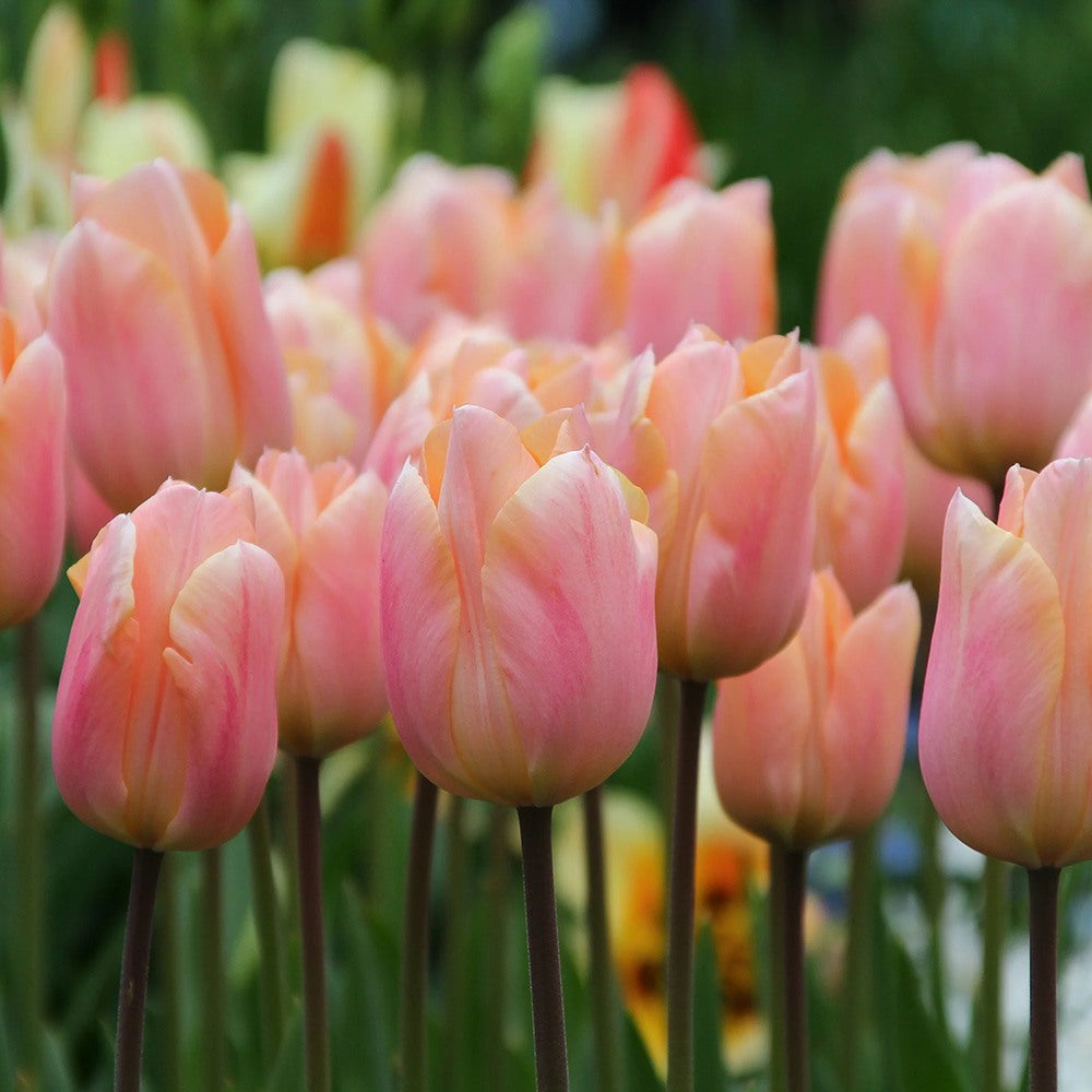 Bulbi Lalele Apricot Favourite, set de 7 buc cu flori roz-piersic, inflorire aprilie, crestere rapida