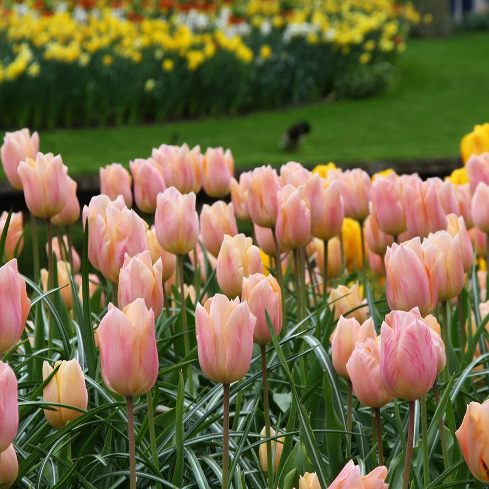 Bulbi Lalele Apricot Favourite, set de 7 buc cu flori roz-piersic, inflorire aprilie, crestere rapida