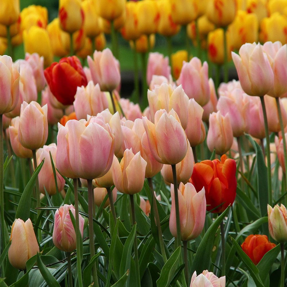 Bulbi Lalele Apricot Favourite, set de 7 buc cu flori roz-piersic, inflorire aprilie, crestere rapida