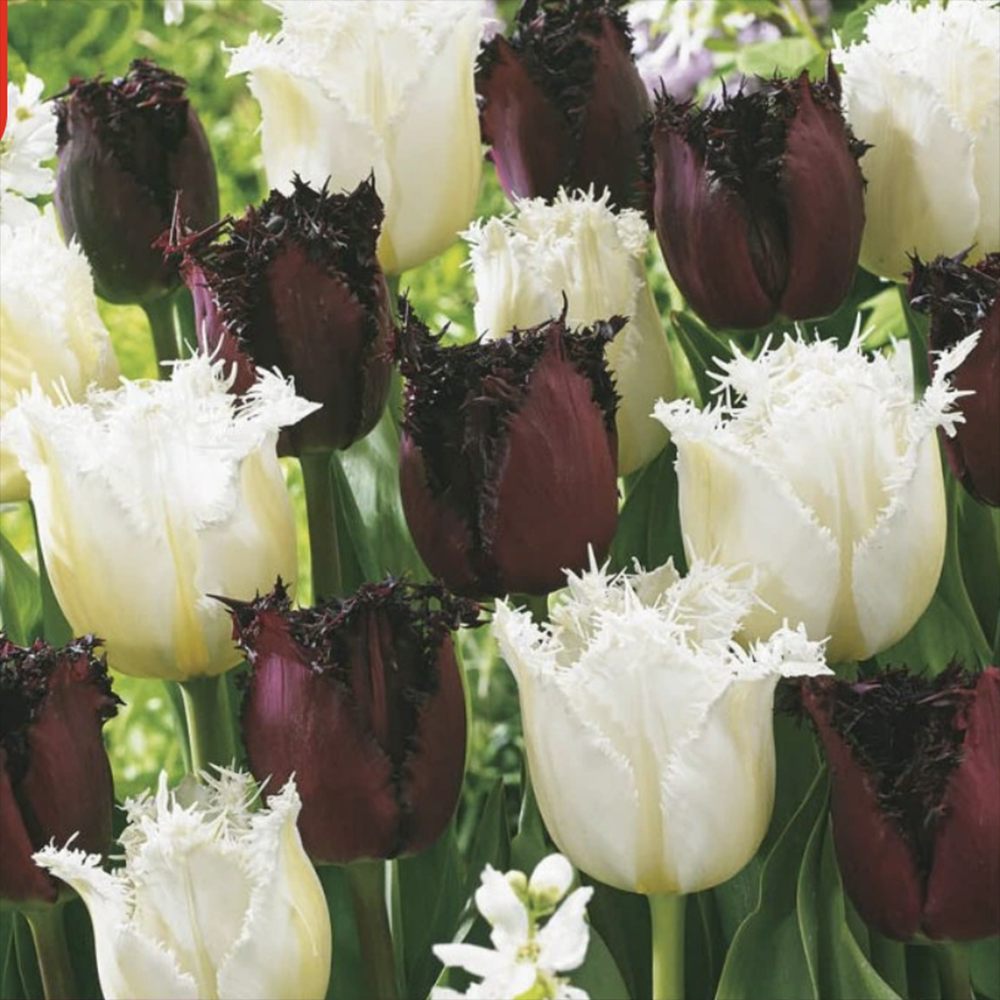 Bulbi Lalele Breakdance Mix, set de 15 bulbi flori bordo si albe, inflorire aprilie, rezistenti la frig